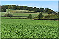 View across crop field near South End