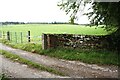 Sheep in field beside access track to Chamber