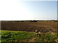 Farmland off Nedging Road