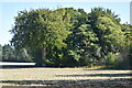 SU2339 : Field and woodland near former Newton Tony Junction by David Martin