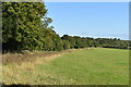 Field edge beside lane near Grateley Lodge