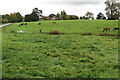 Horses grazing at Steane Park