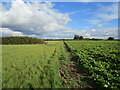 Footpath to Brough Lane