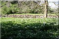 View over wild garlic on bank of Widdale Beck