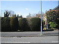 Clipped hedge, Brotherton Avenue, Webheath, Redditch