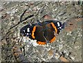 Red admiral butterfly in October