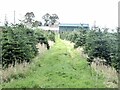 Inglewood Christmas Trees