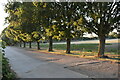 Trees on the driveway to Folly Farm