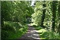 Footpath, Hargate Forest