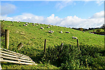 H5069 : Sheep in a sloping field, Donaghanie by Kenneth  Allen