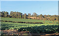 Farmland at Tolvan