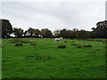 Grazing near Duck End Farm