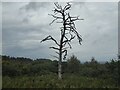 TQ4731 : Dead tree above Wrens Warren Valley, Ashdown Forest by Marathon