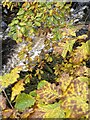 Autumn oak leaves