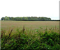 Farmland towards Great Wood