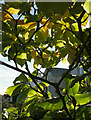 SX9065 : Magnolia leaves, Torre by Derek Harper