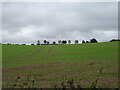 Crop field above the A1067, Pensthorpe