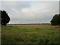 Stubble field, Harrowby Heath