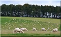 NT6617 : Sheep grazing near Ferniehirst by Jim Barton