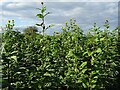 SO8739 : A crop of Jerusalem artichoke by Philip Halling
