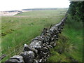 Wall at forest edge towards The Drum