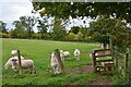 Sheep by the stile, Kersheugh