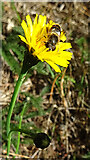 NJ4362 : Bee on Cat's Ear (Hypochaeris radicata) by Anne Burgess