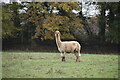 Alpaca, Park Farm