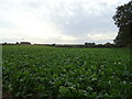 Crop field beside the B1355