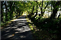 Shady along Corbally Road