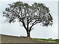 Field tree near Thorncliffe