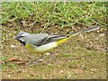 SU9949 : Guildford - Grey Wagtail by Colin Smith