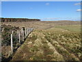 Forest edge on Polnagrie Hill