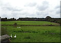 Geese near Wood Bridge