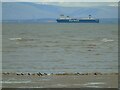 Oystercatchers and Seatruck