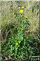 NK0161 : Smooth Sow-thistle (Sonchus oleraceus) by Anne Burgess