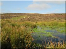 SE8393 : Seavy  Pond.  Levisham  Moor by Martin Dawes