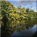 Autumn colour by a lake in Bingham Park