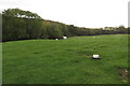 Grazing by Whichford Wood