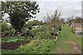 Cadets Walk allotments