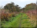 Railway path near Kerchesters