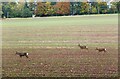 NT7333 : Deer near Wooden House, Kelso by Jim Barton