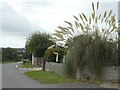 SY6881 : Pampas grass in Southdown Avenue, Overcombe by David Smith