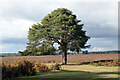 SU3605 : Scots Pine at Pig Bush by John Lucas