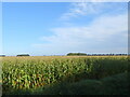 Maize crop near Dovecote Farm