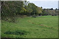 Roadside meadows in Avon Valley