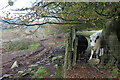 ST2395 : Curious cattle on side of Cwm Gwyddon by M J Roscoe