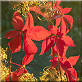 Parthenocissus quinquefolia, Virginia Creeper