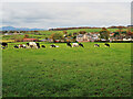 A field of grazing cows near Boghead village