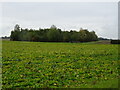 Crop field and woodland, Baythorpe